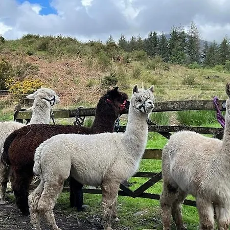 Shepherds Hut On Alpaca And Working Farm Blaenau Ffestiniog Exterior photo