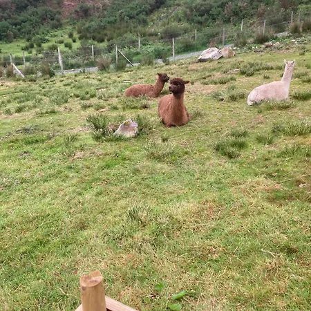 Shepherds Hut On Alpaca And Working Farm Blaenau Ffestiniog Exterior photo
