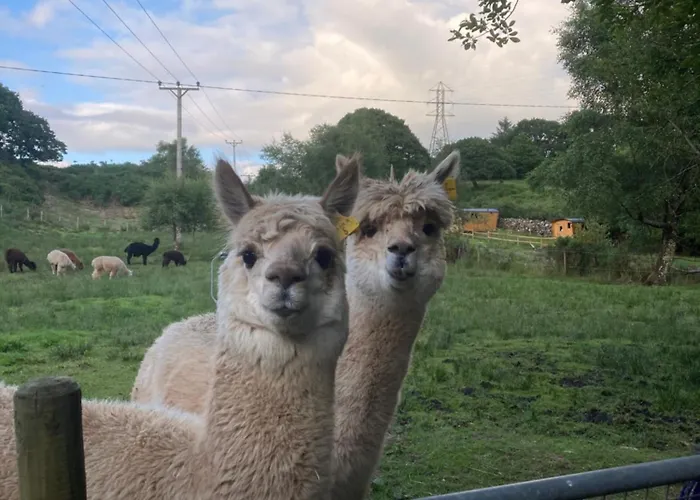 Shepherds Hut On Alpaca And Working Farm
