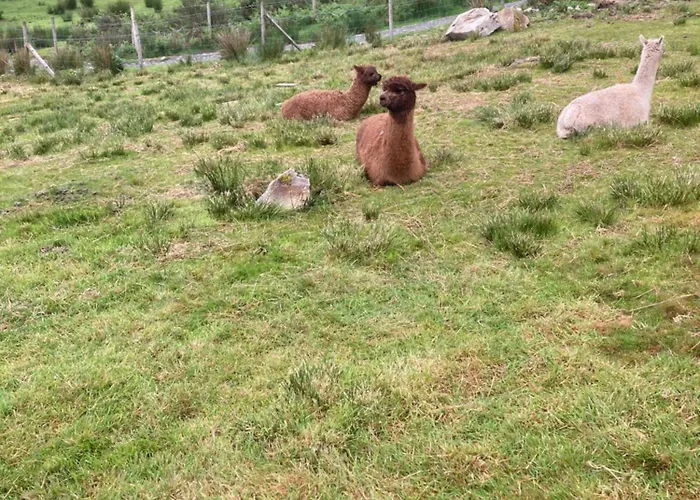 Shepherds Hut On Alpaca And Working Farm