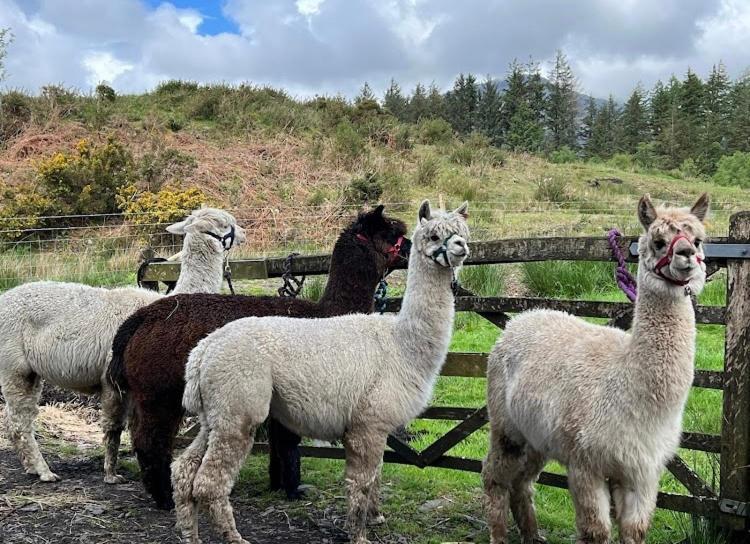 Shepherds Hut On Alpaca And Working Farm Luxury tent