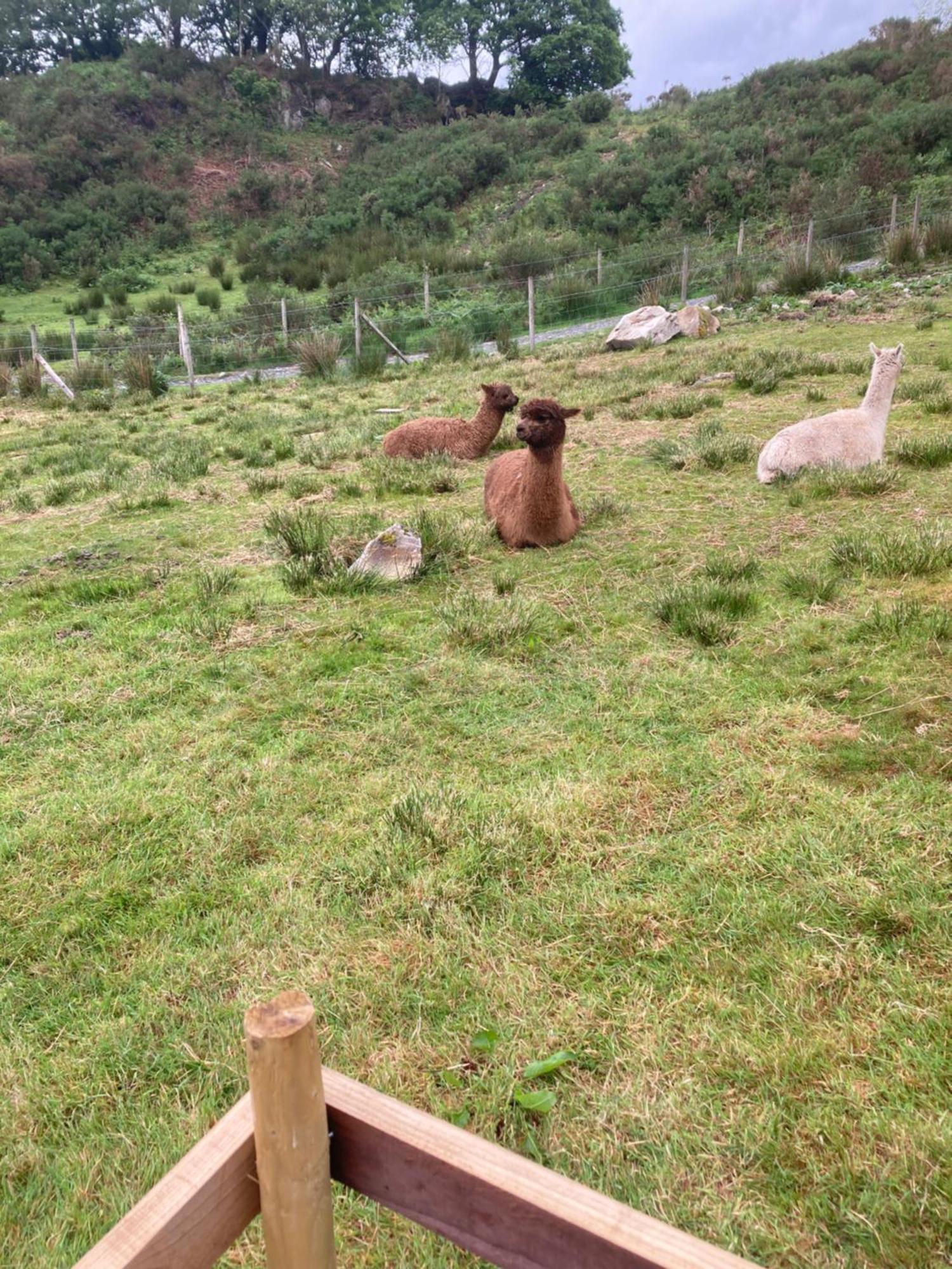 Shepherds Hut On Alpaca And Working Farm *